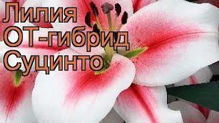 Лилия от-гибрид Суцинто (lilium ot-hybrids sucinto)  обзор: как сажать, луковицы лилии Суцинто