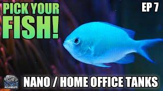 FISH SELECTION For A Nano Aquarium - Nano / Home Office Tanks