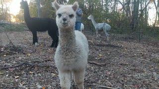 Combining Our Herd of Alpacas | One GIANT Herd of ALPACAS!