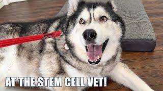 Taking My Husky To The STEM CELL Vet!