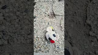 ms rabait has fainted