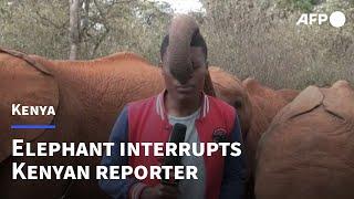 Baby elephant interrupts Kenyan reporter during standup | AFP