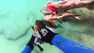 SPEARFISHING GROUPER DANI KRASIN