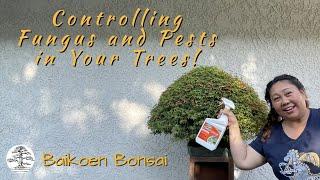 Fungus and Pests Got A Hold Of Your Bonsai? | Tom Lau | Baikoen Bonsai Club