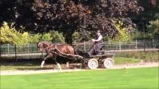 Bundeschampion FLAVIS auf dem Rondell 2014