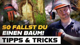 Dumme Fehler beim Baum fällen - Tipps & Tricks