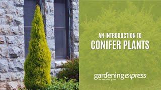 An Introduction to Conifers - Gardening Express