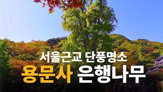 입장료 무료! 서울근교 단풍명소 용문사 - 한국에서 제일 큰 천년 은행나무와 가는 법, 전설까지