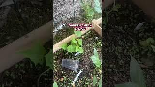 Garden Check Follow My Journey #gardening #gardensession #beginninggardening