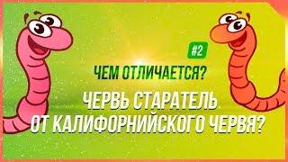 #2. Чем отличается червь старатель от Калифорнийского червя