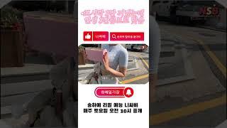 내소식 ep3 도시락 3단 꺼냈는데 인생 3단콤보로 맞음 #송하예  @니싸비NSB #하예일기장 @youngguk6360