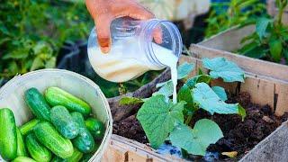 Cucumbers gone wild, Cucumbers are growing like crazy since I gave them this liquid