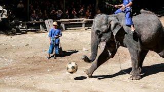 Maesa Elephant Camp in Chiang Mai Thailand