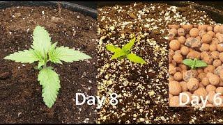 How I Grow! -S1E2- Watering, and Seedling Nutrients