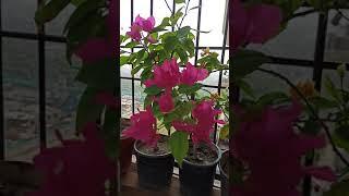 Bougainvillea#Gardening with Geet kumar English/Hindi#Shorts