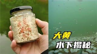 都說加大黃的酒米窩料釣魚能爆護，真有那麽厲害？對比結果很明顯