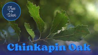 Tree of the Week: Chinkapin Oak