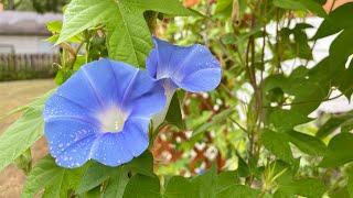 Early Call Mix Morning Glories