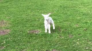 Cute baby lamb has a loud baa