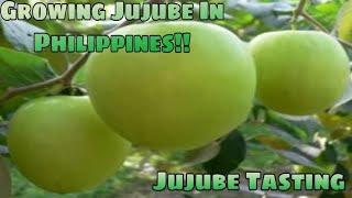 Growing Jujube In Philippines | Jujube Tasting. #jujubefruit  #gardening #jujube #appleberfarming