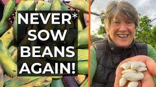 How to Grow Beans Year After Year | Perennial Runner Beans