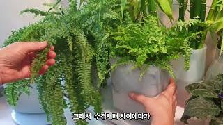 보스톤고사리 이만큼 자랐어요(플라스틱재활용화분에 물주는 방법)