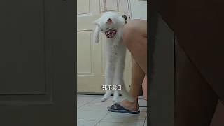 【秋秋幸福時光 EP02】到家第一天！便秘貓要大便了沒？超愛玩玩具 #shorts  #cat #貓 #貓咪 #領養代替購買