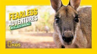 Rescuing a Baby Kangaroo | Fearless Adventures with Jack Randall