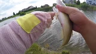 Summertime Bass Fishing Michigan