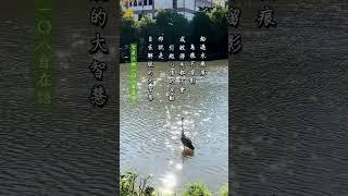 ️【聖嚴法師108自在語】船過水無痕，鳥飛不留影，成敗得失都不會引起心情的波動，那就是自在解脫的大智慧。