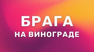 Брага на винограде