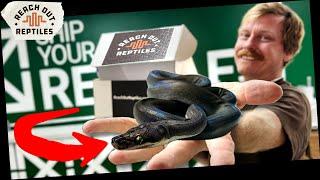 Watch This BEFORE You Get A New Reptile!
