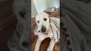 I’m a potato  #buddy #dog #dogbreed #cute #goldendoodle #dogball #cutedog #pet  ￼