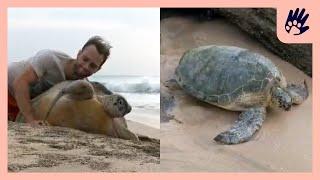 Green Turtle's Incredible Rescue | Naturee Rescue Stories