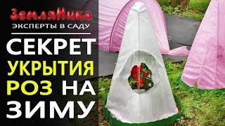 NEW! Секрет укрытия роз на зиму.