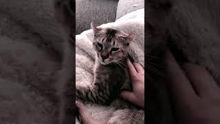 Best Funny Animal Videos - Savannah Lynx Kitten Says Hi  #shorts