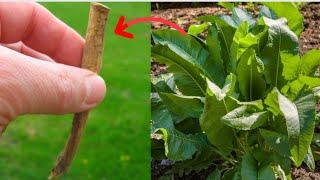 Grow horseradish yourself at home! The healthiest spice