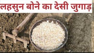 लहसुन  बोने  का देसी जुगाड़ lahsun bone ka desi jugaad#farming #lahsun ki kheti