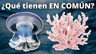 La conexión evolutiva entre las medusas y los corales