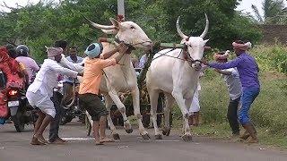 Takkoda bulls | Tungala 2 minutes race