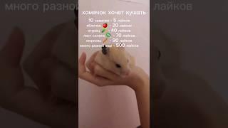 звук такой чтобы был актив. накорми хому  #хомяк #fypシ #cute #еда #помоги