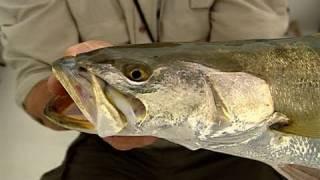 Lower Laguna Madre Texas Speckled Trout Fishing and Redfish