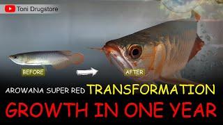 update  AROWANA SUPER RED GROWTH IN ONE YEAR #ARWANA #AROWANA #SUPERRED