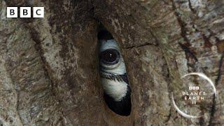 Devoted hornbill couple turn nest into fortress  | Planet Earth III - BBC