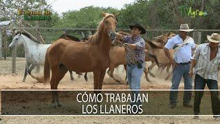 Como trabajan los llaneros - TvAgro por Juan Gonzalo Angel Restrepo