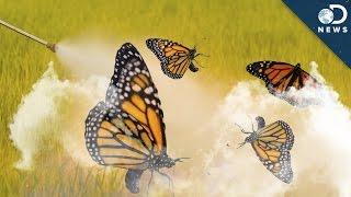 Why 90% Of Monarch Butterflies Disappeared