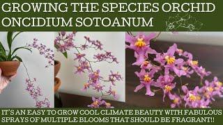 How to grow the species orchid Oncidium sotoatum: mother of all Twinkle Oncidiums!