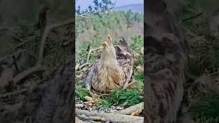 Female Calling Male #reels #youtubeshorts #bird #flying