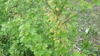 Growing Currants, gooseberries, and more in the garden