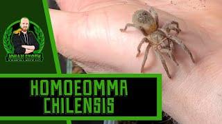 Homoeomma chilensis Display Enclosure [Formerly Euathlus sp. red] | JOHAN EXOTIC